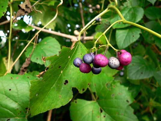 {Ampelopsis cordata}